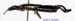 Anechura_asiatica_m_1136 copy